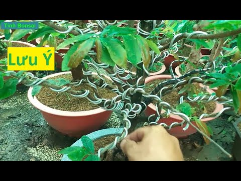 Một Số Lưu Ý Chăm Sóc Mai Vàng | Tính Bonsai