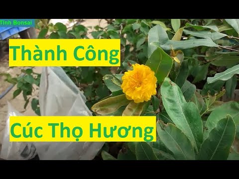 Một Số Lưu Ý Giúp Ghép Mai Vàng Cúc Thọ Hương Thành Công | Tính Bonsai