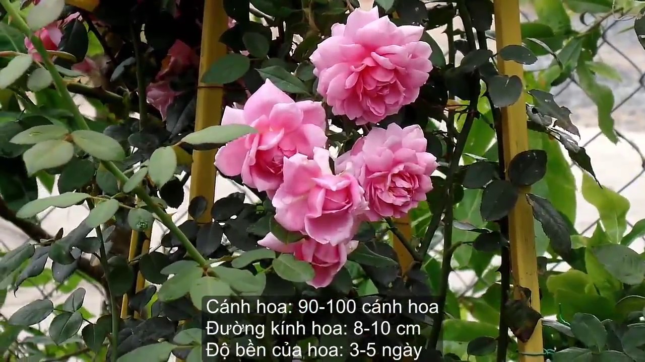 Một số giống hoa hồng leo tại vườn (Huntington Rose; Scepter'd Isle; Jasmina ™' Rose)