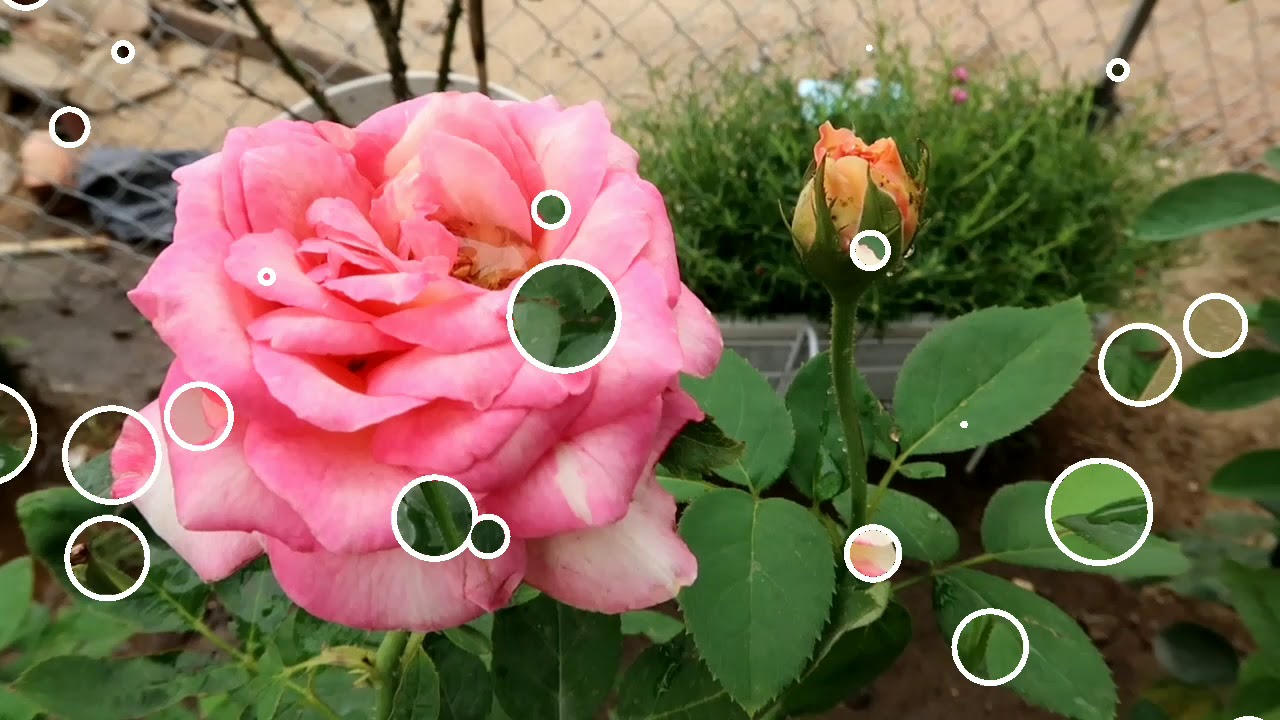 Một số giống hoa hồng ngoại đẹp, thơm mà dễ trồng nhất