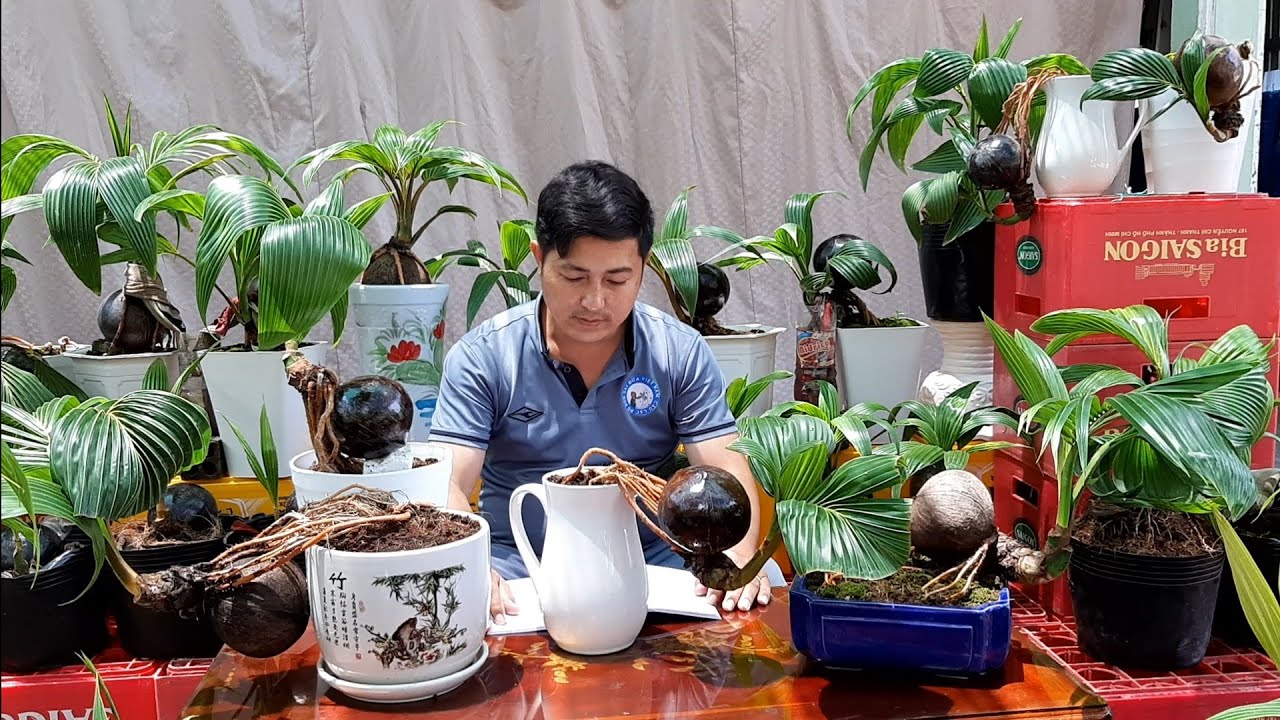 Một số lưu ý dành cho người chơi dừa bonsai / Coconut bonsai