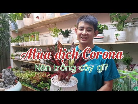 Mùa dịch Corona nên trồng cây gì? - Giới thiệu những cây lọc không khí tại cửa hàng