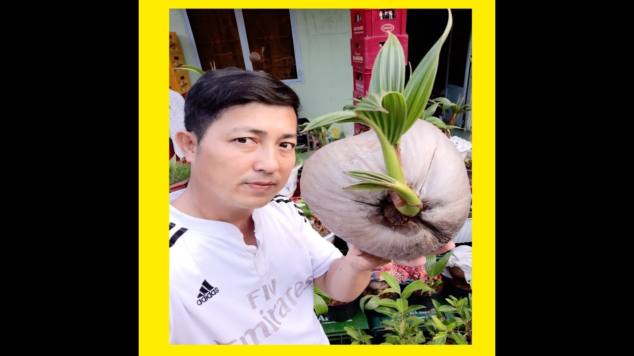 Mua dừa về làm kiểng bonsai/Buy coconuts to do coconut bonsai.