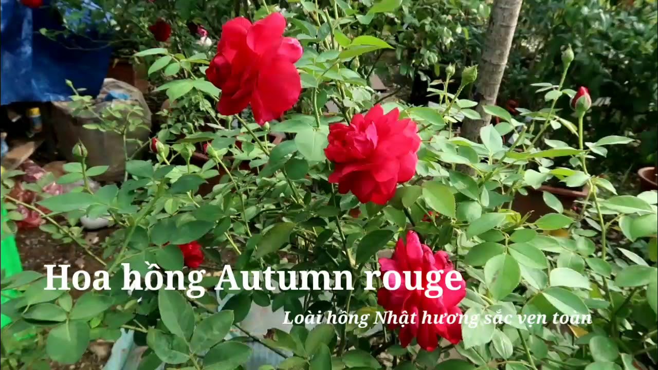 Mùa thu ngắm cây hồng Autumn rouge rực rỡ