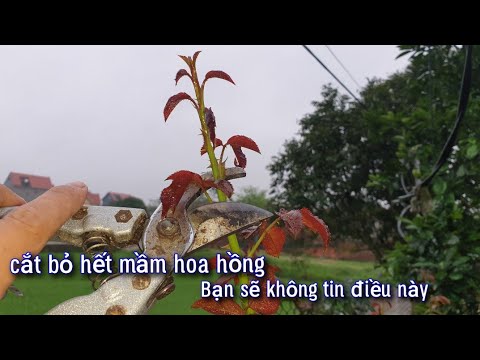 Muốn Hoa Hồng Đẹp Hãy Cắt Bỏ Mầm Non. Bạn Tin Không??...NGƯỜI ƯƠM MẦM