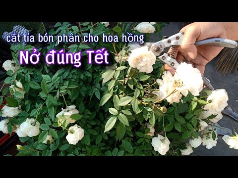 Muốn Hoa Hồng Nở Đúng Tết,Hãy Bón Phân,Cắt Tỉa Kiểu Này.NGƯỜI ƯƠM MẦM