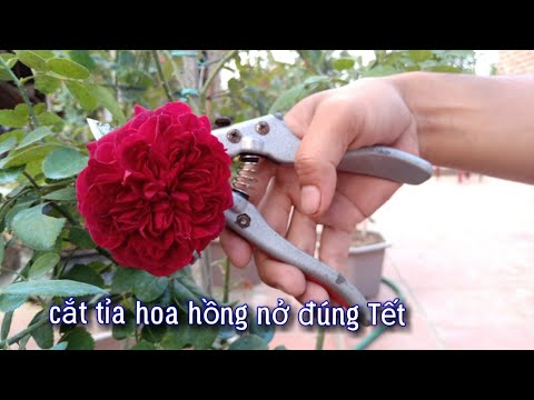 Muốn Hoa Hồng Nở Tết Đẹp.Hãy Cắt Tỉa Đúng Cách....NGƯỜI ƯƠM MẦM