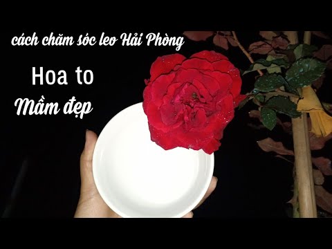 Muốn Hồng Leo Hoa To,Mầm Đẹp Hãy Chăm Sóc Kiểu Này! NGƯỜI ƯƠM MẦM