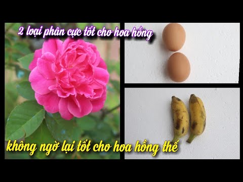 Muốn Hồng Luôn Nở Hoa, Thì Bón Loại Phân Này. Hoa Luôn Nở Đẹp.Cây Nhiều Mầm!!NGƯỜI ƯƠM MẦM