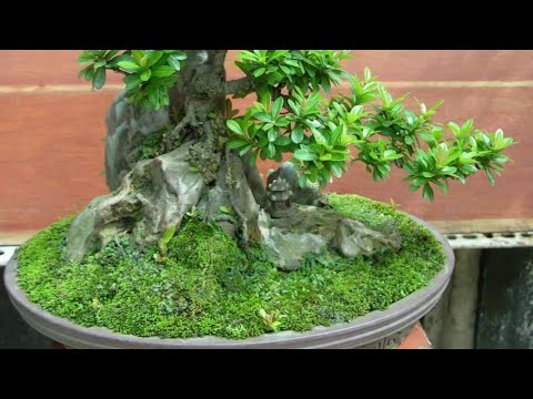 NHÂN GIỐNG RÊU NHUNG - BONSAI VN