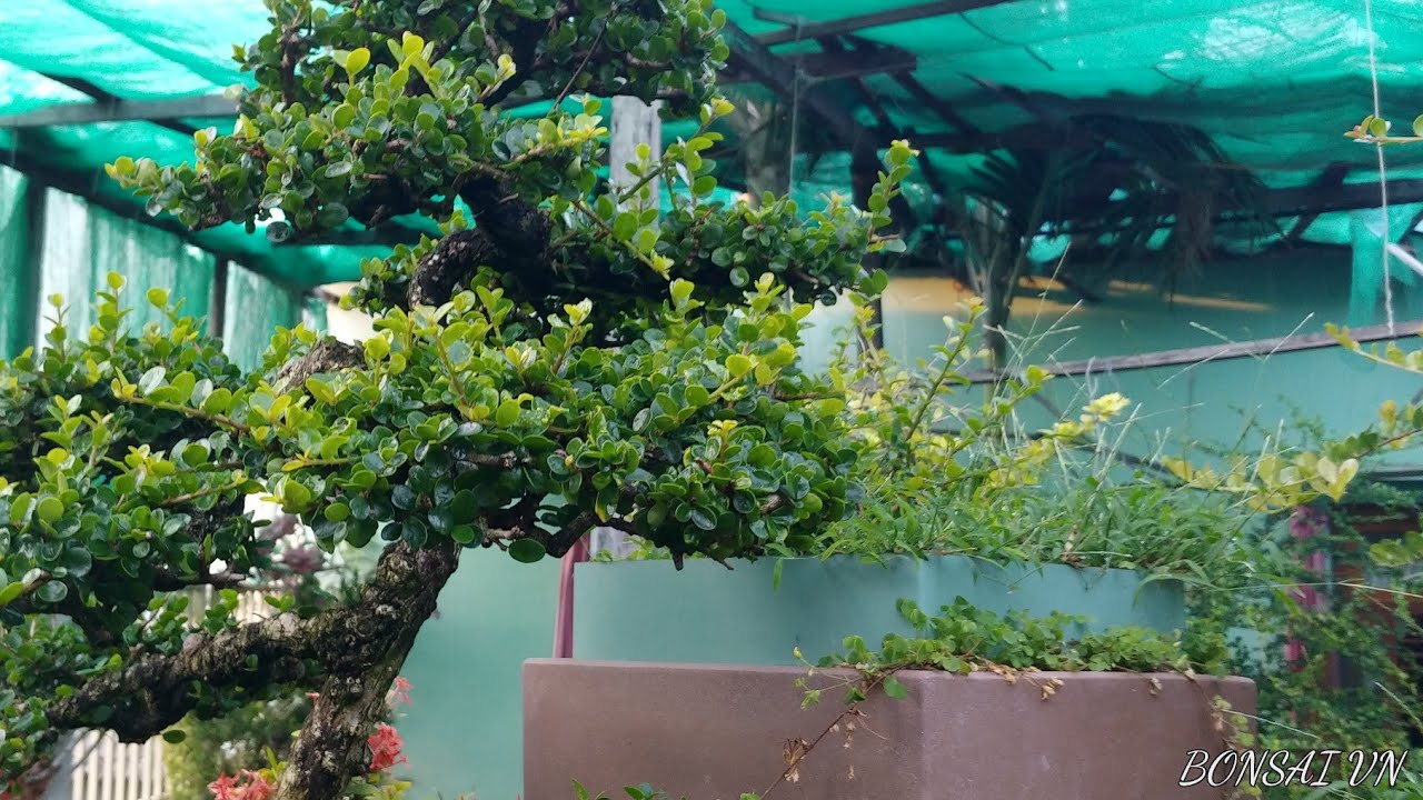 NHIỀU CÂY SAM TRÁI - BONSAI VN