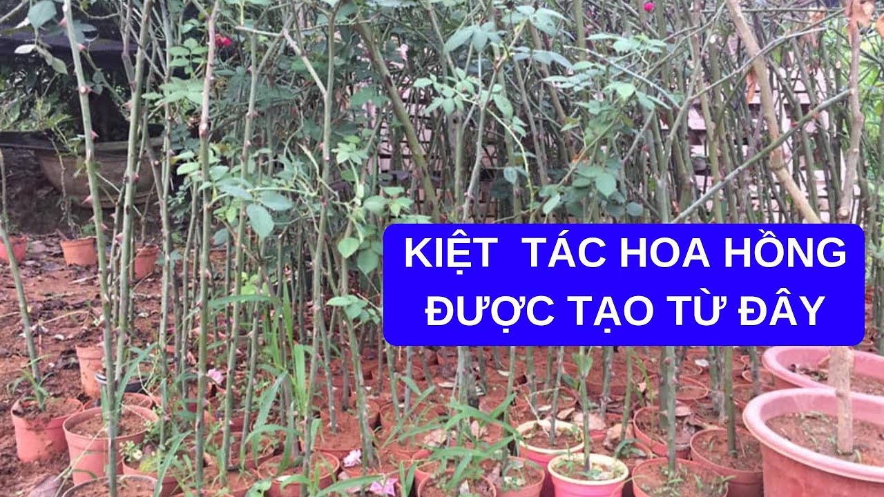 NHỮNG CÂY HOA HỒNG SIÊU PHẨM ĐƯỢC TẠO TỪ ĐÂY