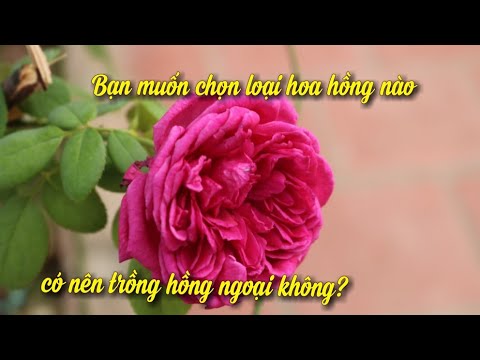 Nên Chọn Trồng Hoa Hồng Nội Hay Hoa Hồng Ngoại • Các Bạn Tham Khảo Và Chọn !!