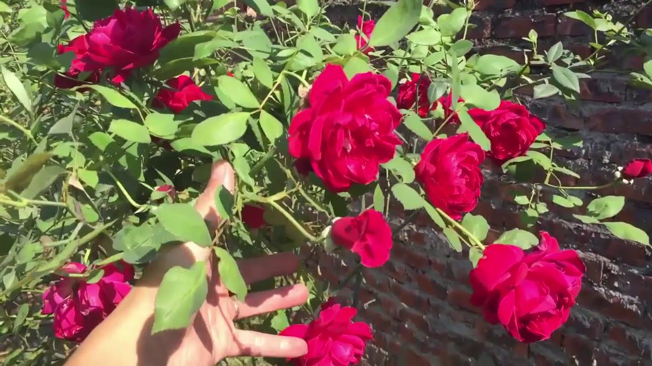 Nếu ai nói hoa hồng nhung ít hoa thì thật sai lầm khi xem xong video này