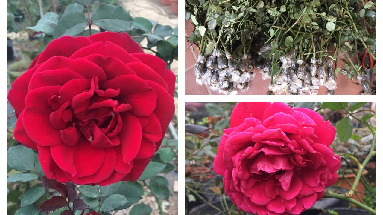 Nếu bạn yêu hoa hồng mà chưa có ba loại hồng này thì thật đáng tiếc! | S Garden