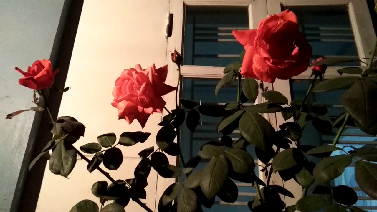 Ngắm Hoa hồng đầu đông trong đêm