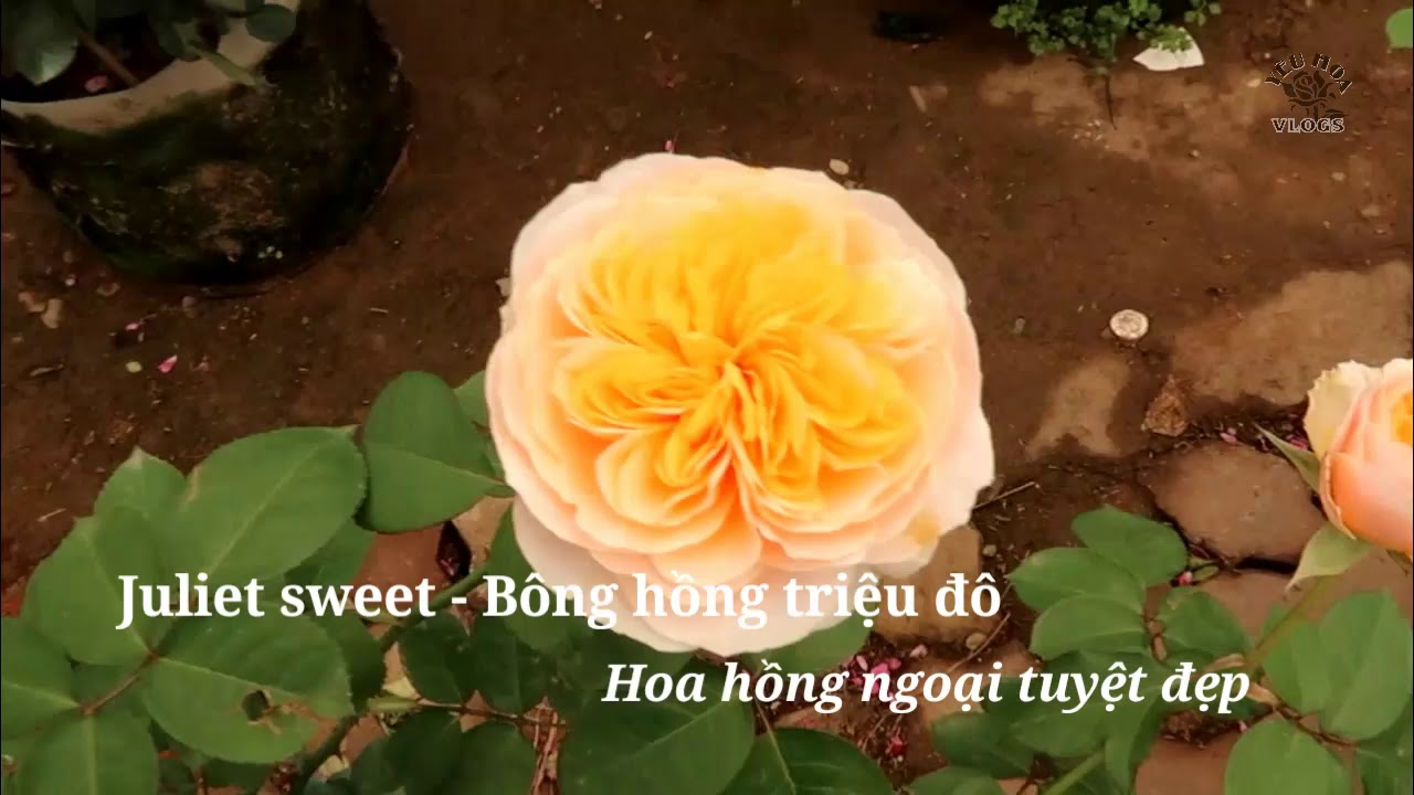 Ngắm bông hồng triệu đô Juliet Sweet rose