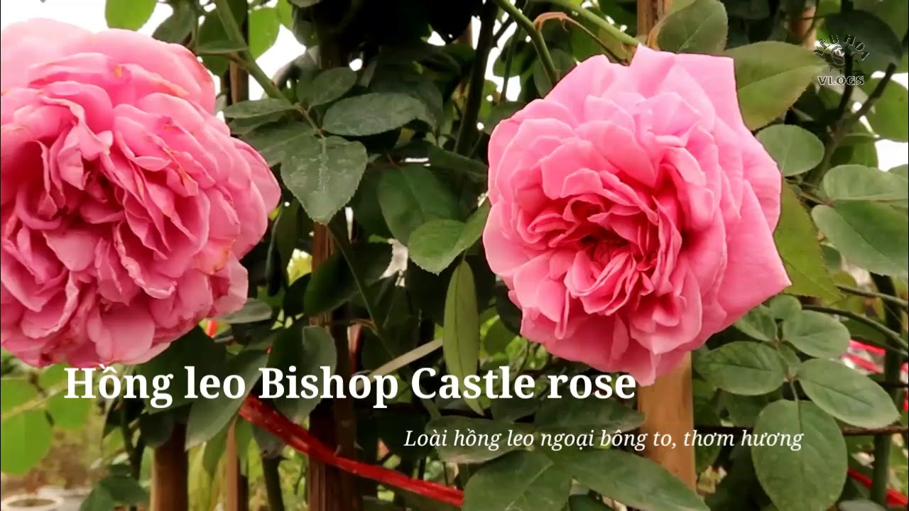 Ngắm cây hoa hồng leo Bishop Castle rose tuyệt đẹp