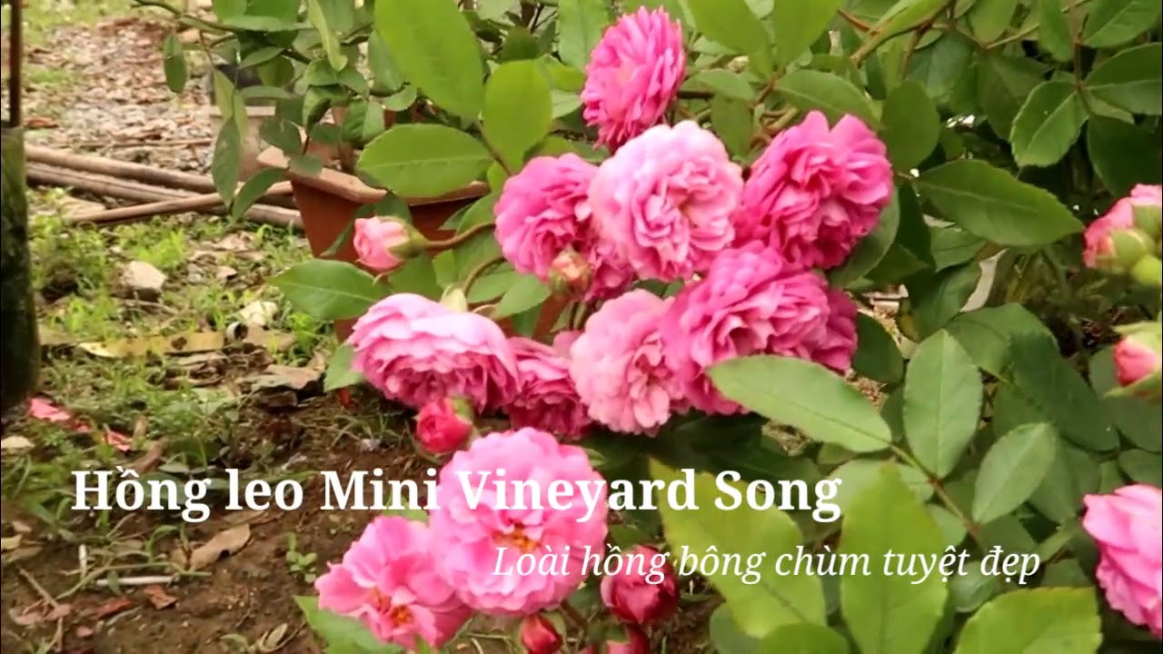 Ngắm cây hồng Vineyard Song sai hoa tuyệt đẹp