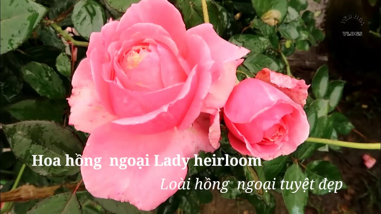 Ngắm cây hồng ngoại Lady Heirloom tuyệt đẹp