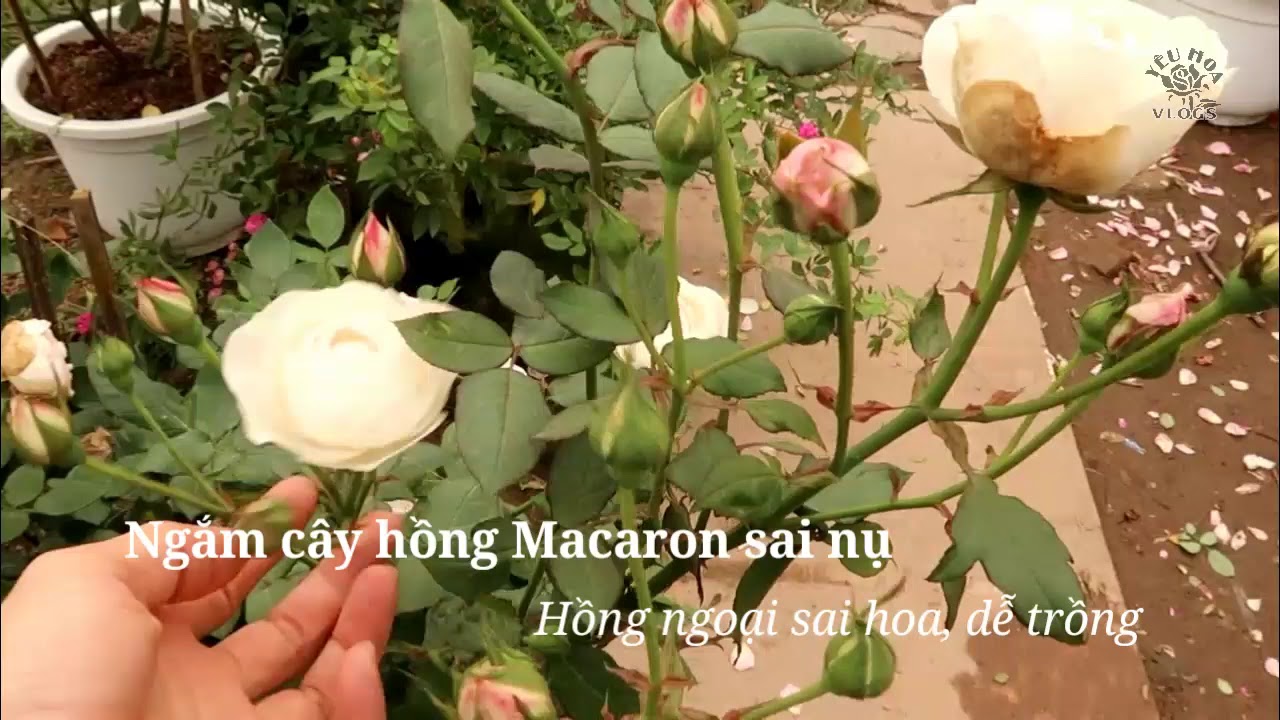 Ngắm cô nàng hồng Macaron siêu sai nụ tuyệt đẹp