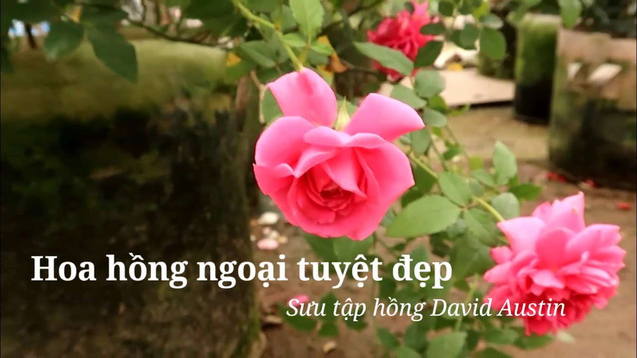 Ngắm hoa hồng David Austin rực rỡ - Ở nhà chăm hoa tránh Covid