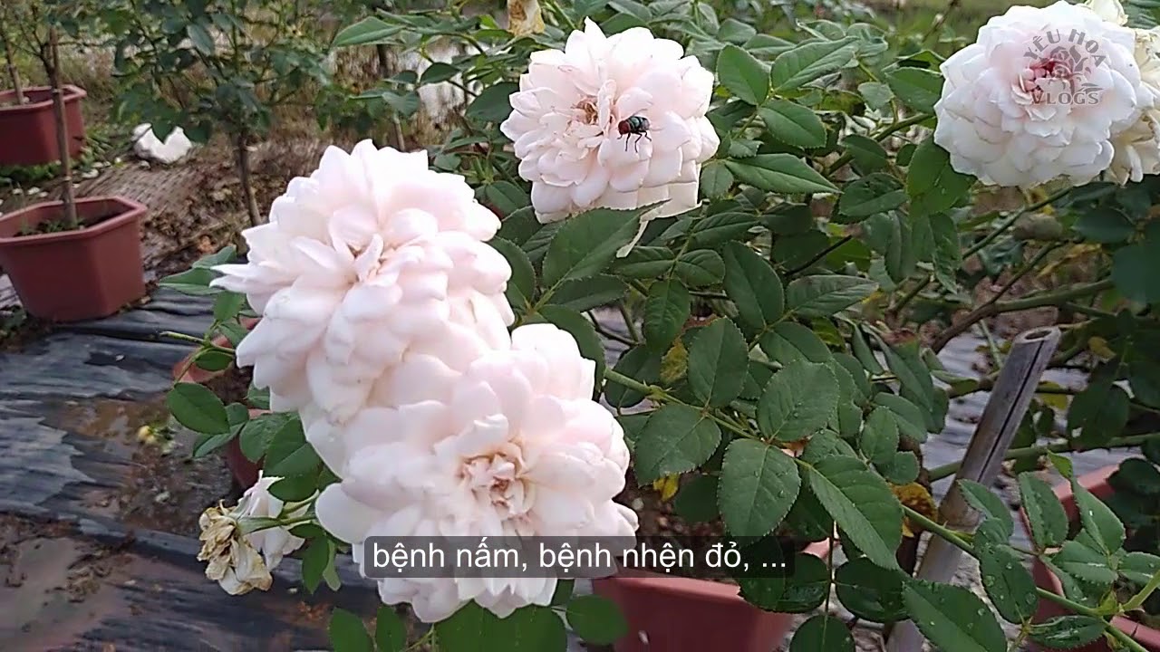 Ngắm vườn Hồng Misaki Nhật Bản tuyệt đẹp | Hoa hồng vlogs