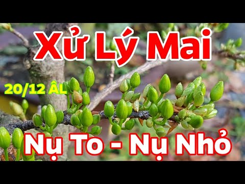 Ngày 20/12 Âm Lịch - Xử Lý Mai Nở Sớm - Nở Trễ Theo Ý Muốn