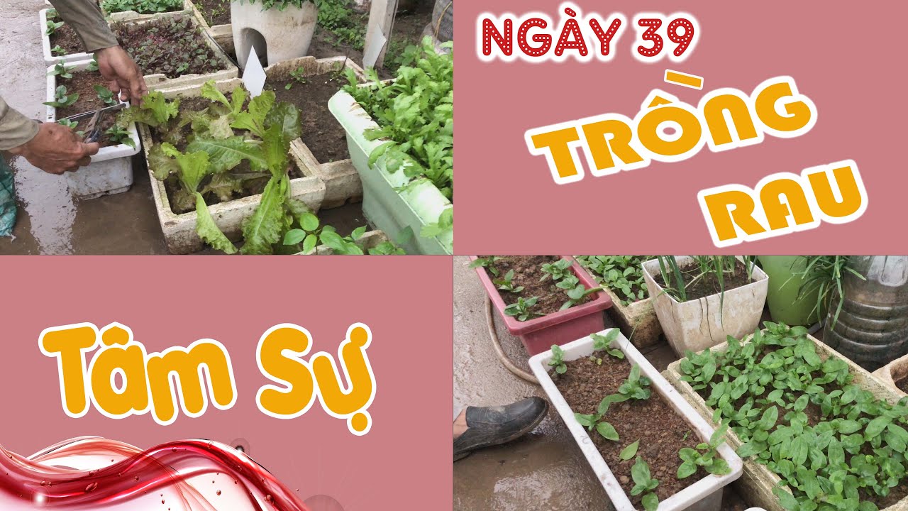 Ngày 39. Tâm Sự Vườn Rau 39 Ngày - Trồng Rau Tại Nhà | Trồng Rau Sân Thượng - CAYCANHCHOHANG.com