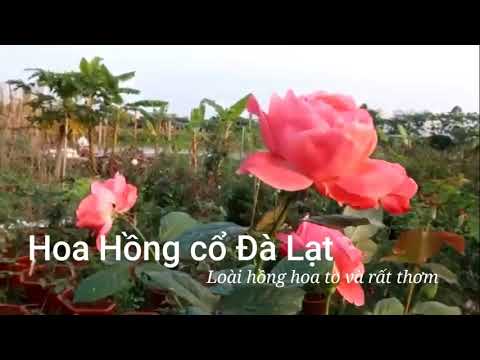 Ngắm cây hồng cổ Đà Lạt bông to tuyệt đẹp lại dễ trồng