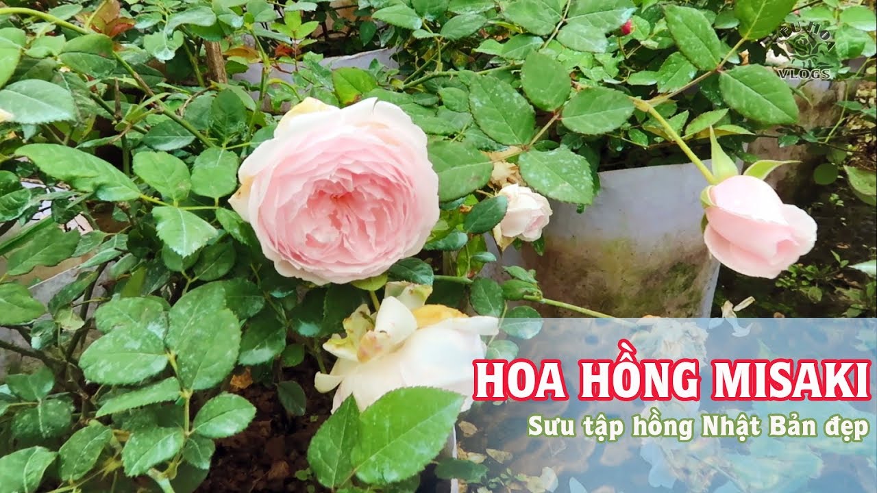 Ngơ ngẩn trong vườn hồng Misaki | Hoa hồng Misaki vừa đẹp lại vừa thơm