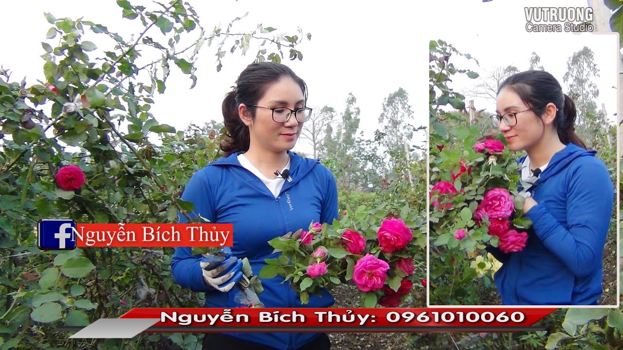 Người đẹp giới thiệu về hoa hồng ngoại Me isaac Rose cực yêu Nhà Vườn Bích Thủy