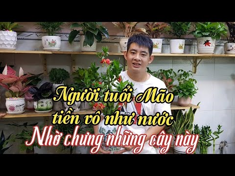 Người tuổi Mẹo tiền vô như nước nhờ chưng những cây này