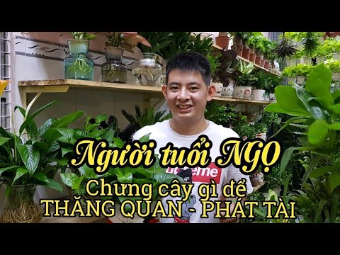 Người tuổi Ngọ chưng cây gì để tài lộc hanh thông, thăng quan tiến chức?