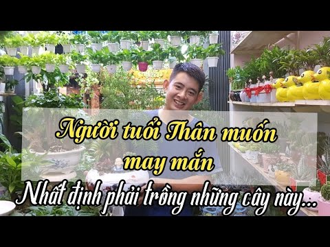 Người tuổi Thân muốn tiền vào như nước nhất định phải chưng những cây này...