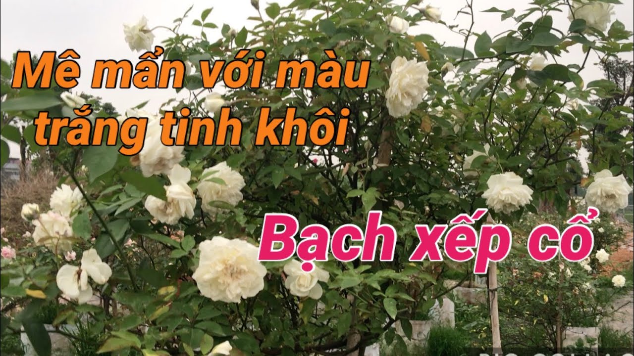 Người yêu hoa hồng thích màu trắng đều mê mẩn trước hổng bạch xếp cổ | S Garden