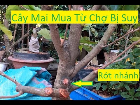 Nguyên Nhân Mua Mai Ngoài Chợ Về Trồng Sau Tết Không Sống | Tính Bonsai