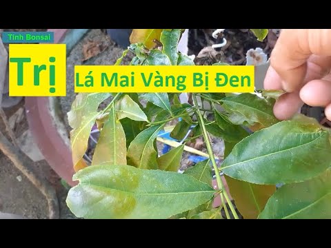 Nguyên Nhân Và Cách Khắc Phục Tượt Non Lá Mai Vàng Bị Đen | Tính Bonsai