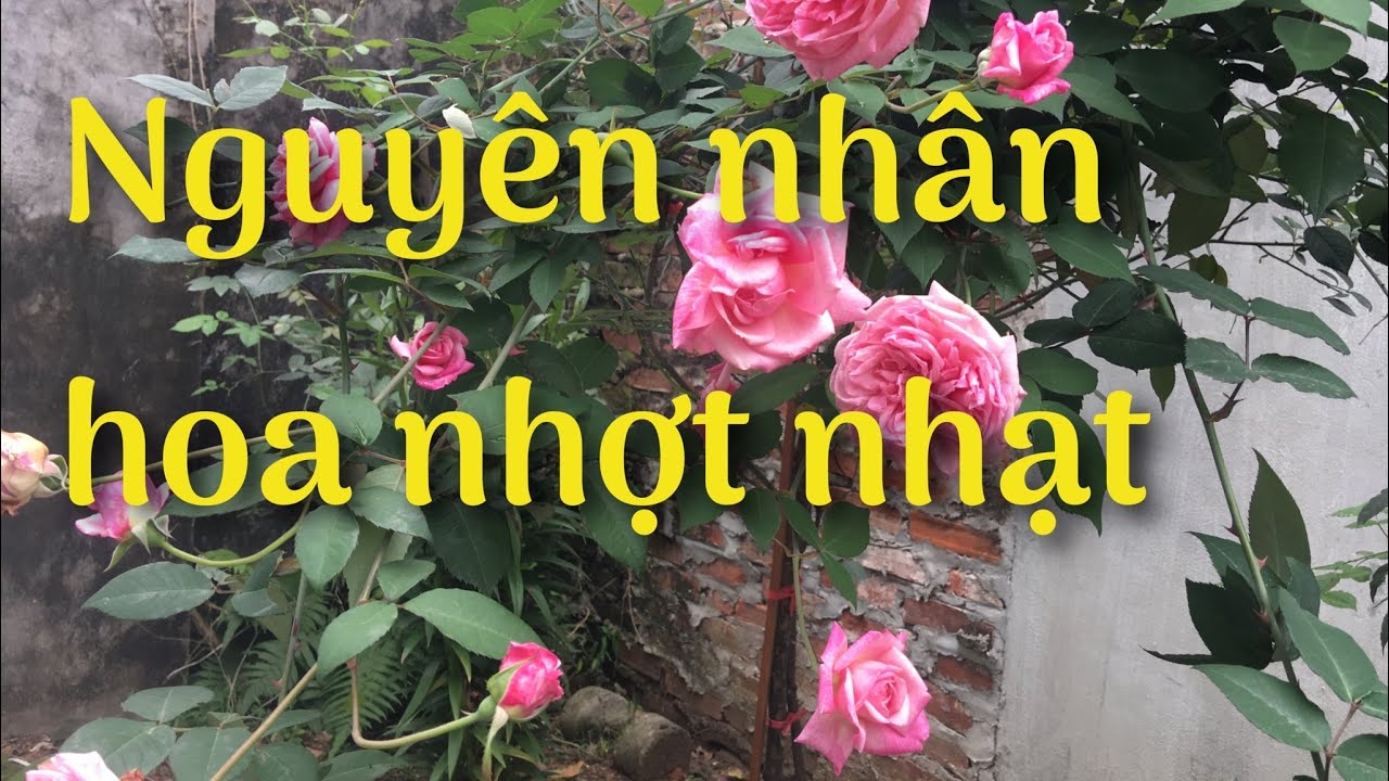 Nguyên nhân hoa hồng màu nhợt nhạt | kênh làm vườn S Garden