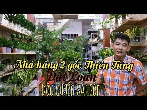 Nhá hàng cặp Thiên tùng khai thác tự nhiên phối gốm sứ Giang Tây (Mẫu độc quyền tại cửa hàng)