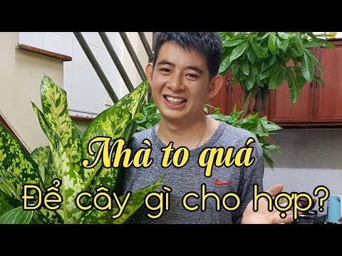 Nhà to quá phải để cây gì cho hợp?