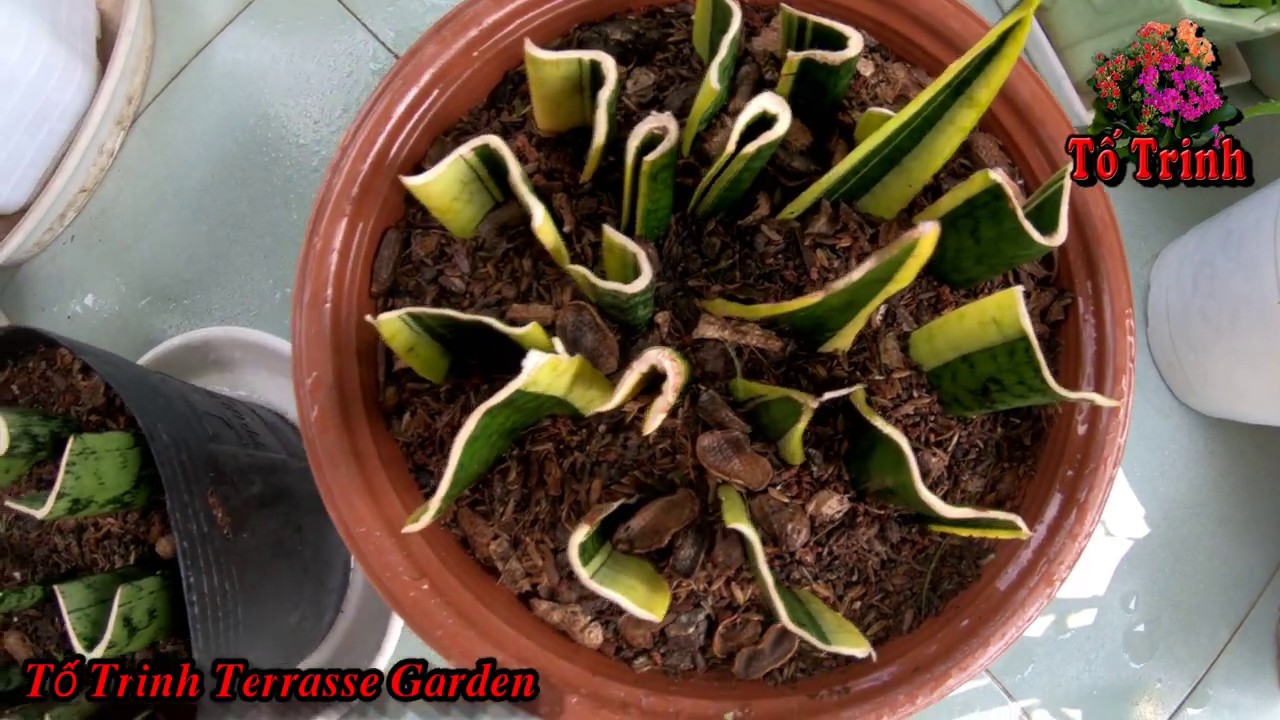 Nhân Giống Cây Lưỡi Hổ Bằng Lá Lưỡi Hổ Bằng Lá / Snake Plant Propagation in Soil by Leaf Cuttings