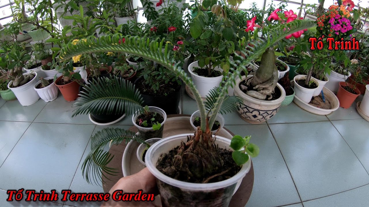 Nhân Giống Cây Thiên Tuế Rất Đơn Giản / Cycas Revoluta