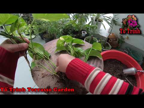 Nhân Giống Cây Trầu Bà Xuống Đất Để Trang Trí Trong Văn Phòng / How To Grow Epipremnum Aureum