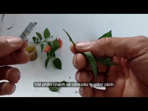 Nhân giống cây trâm ổi (cây ngũ sắc) bằng cách giâm cành( How to Grow Cuttings of Lantana camara)