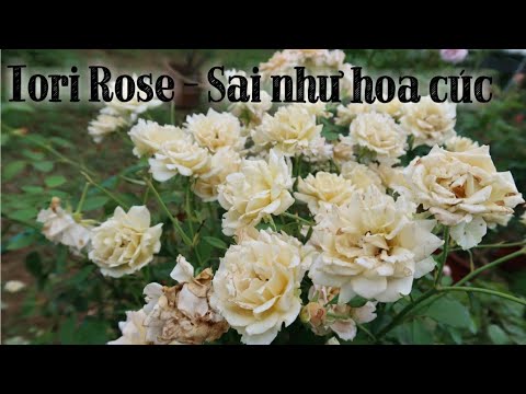 Nhìn xa tưởng hoa cúc, lại gần hoá hoa hồng cực sai hoa - Hồng Iori rose