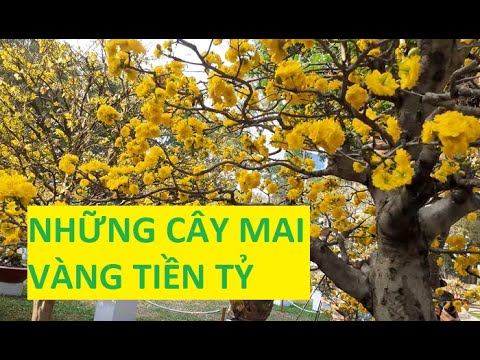 Những Cây Mai Cụ Có Giá Từ 1 Tỷ Đến Hơn CHỤC TỶ | Tính Bonsai