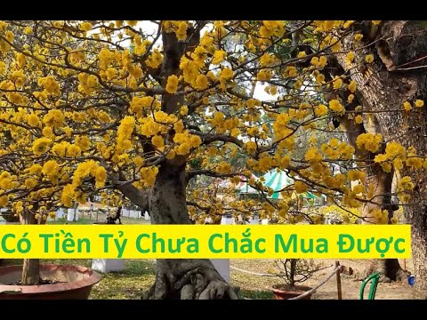 Những Cây Mai Tiền Tỷ Chưa Chắc Mua Được  | Tính Bonsai