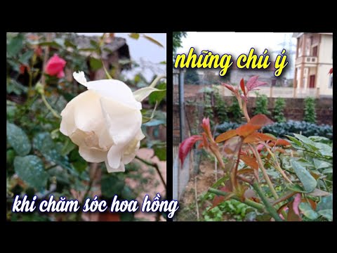 Những Chú Ý Khi Chăm Sóc Hoa Hồng, Để Hoa Luôn Đẹp Mầm To...NGƯỜI ƯƠM MẦM