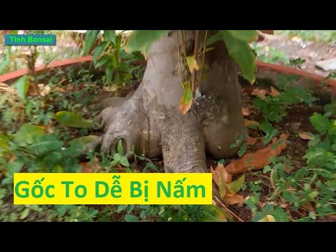 Những Gốc Mai Vàng To Cẩn Thận Với Nấm Bệnh Tấn Công | Tính Bonsai